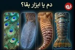 دم؛ شاهکار مهندسی طبیعت + اینفوگرافیک