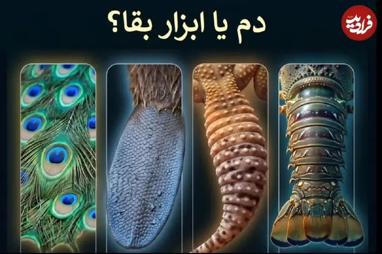 دم؛ شاهکار مهندسی طبیعت + اینفوگرافیک
