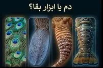 دم؛ شاهکار مهندسی طبیعت + اینفوگرافیک