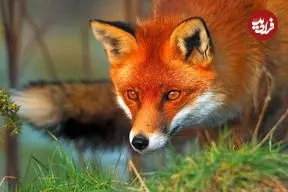 ببینید| خشک شدن ایستاده یک روباه بر اثر سرما