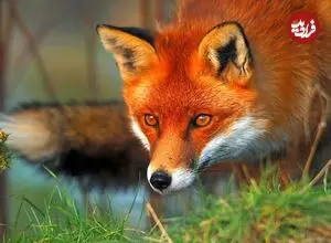 ببینید| خشک شدن ایستاده یک روباه بر اثر سرما