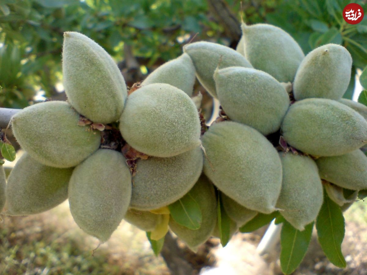 پنج خوراکی گیاهی ناسازگار با محیط زیست