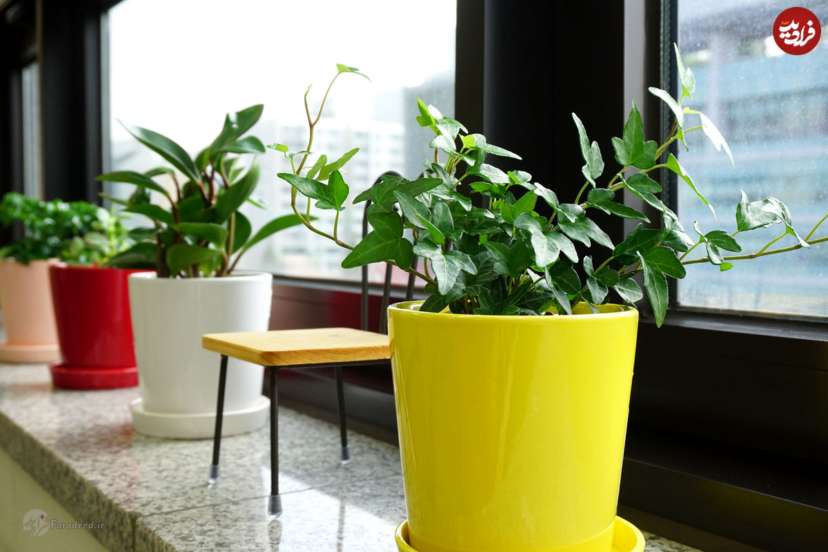 کدام گیاه‌های آپارتمانی داخل خانه خوب رشد می‌کنند؟