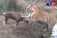 (ویدئو) گوزن آنتلوپ چشم‌اش به ببر افتاد و سکته زد!