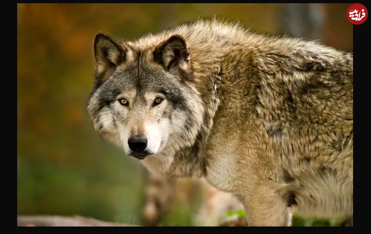 ۱۱ واقعیت جالب در مورد گرگ‌ها که هرگز نمی‌دانستید!