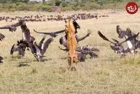 (ویدئو) وقتی شیر از کرکس‌ها عصبانی می‌شود و شکارشان می‌کند!