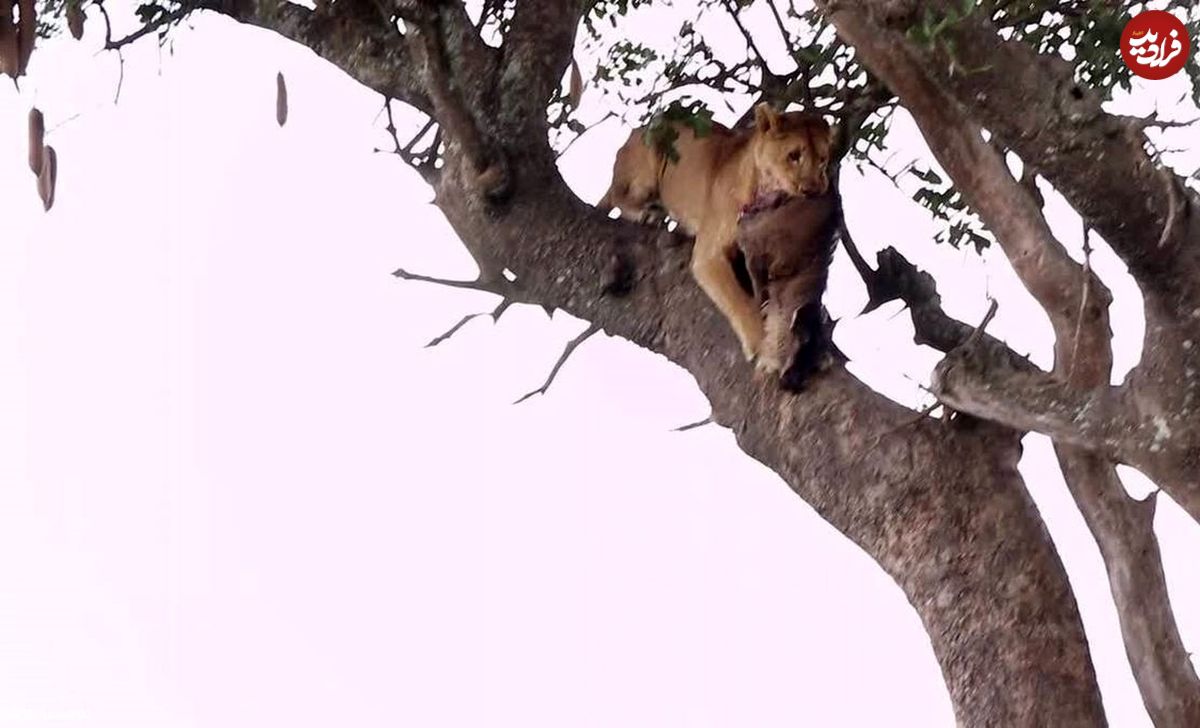 (ویدئو) سقوط ناشیانه شیر از بالای درخت پس از سرقت از پلنگ!