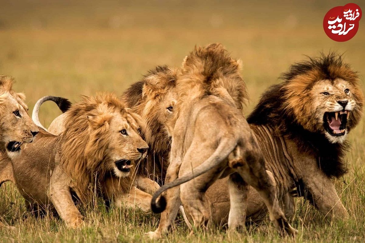 (ویدئو) هم‌نوع خواری در حیات وحش؛ شیرها برادرشان را خوردند!