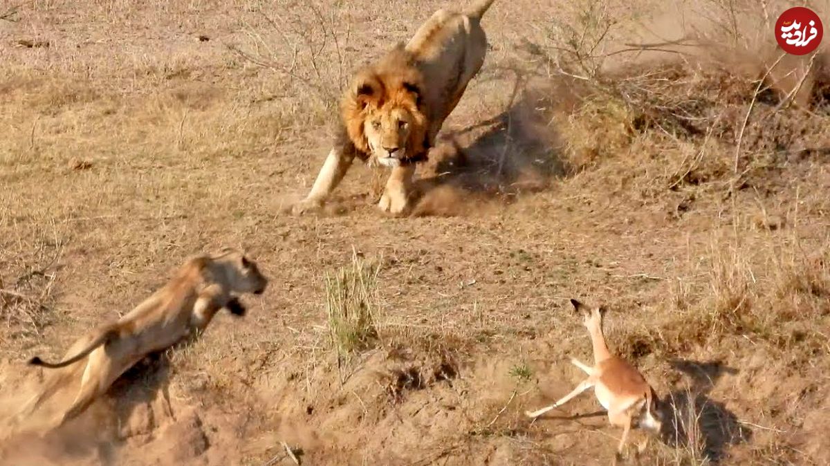 (ویدئو) تصادف عجیب شیر نر و ماده هنگام تعقیب یک ایمپالا