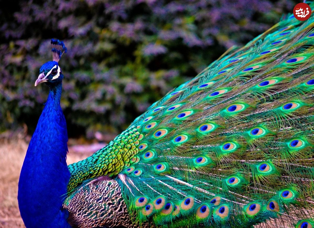 (ویدئو) نبرد سهمگین خروس و طاووس