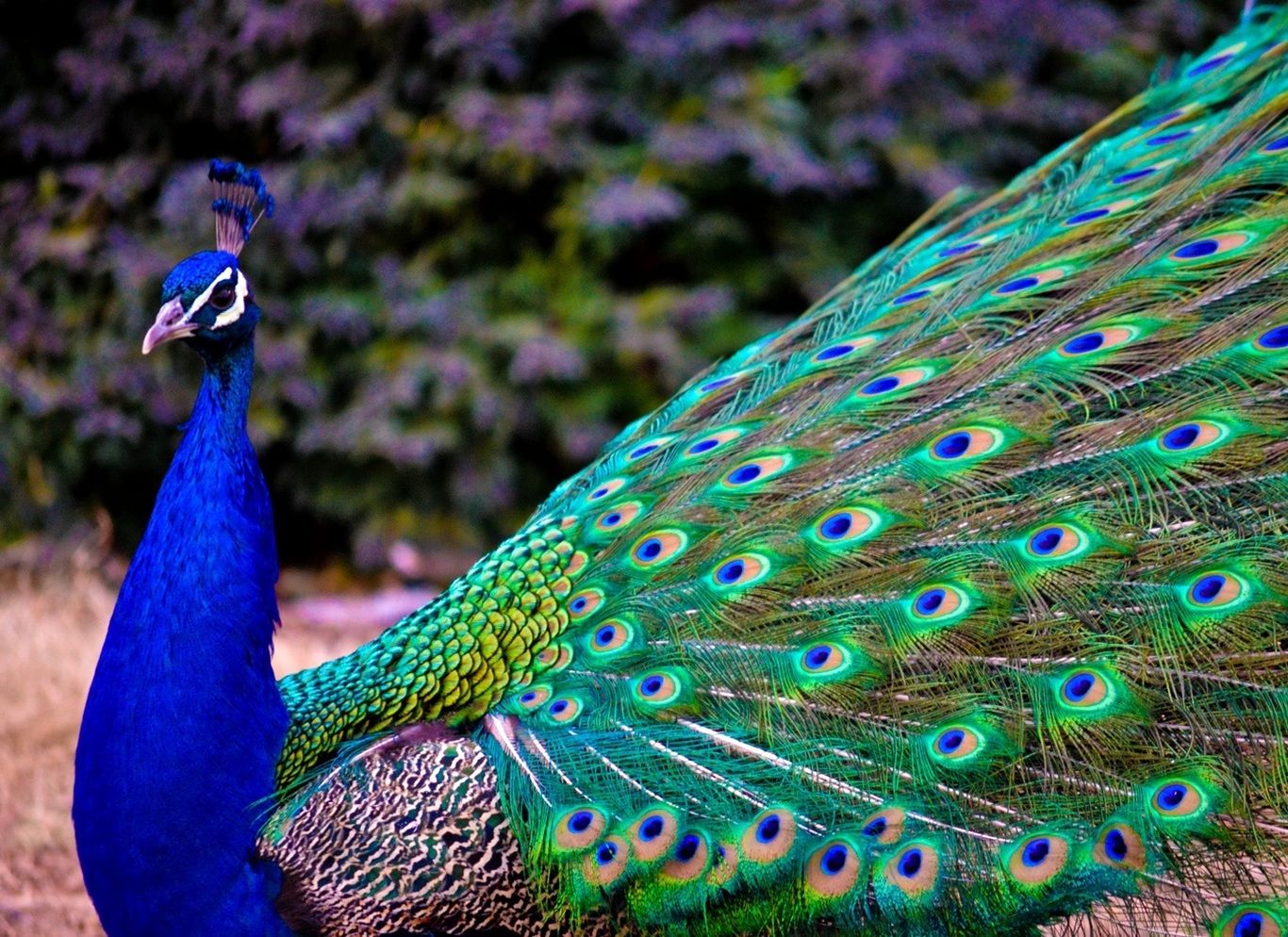 (ویدئو) نبرد سهمگین خروس و طاووس