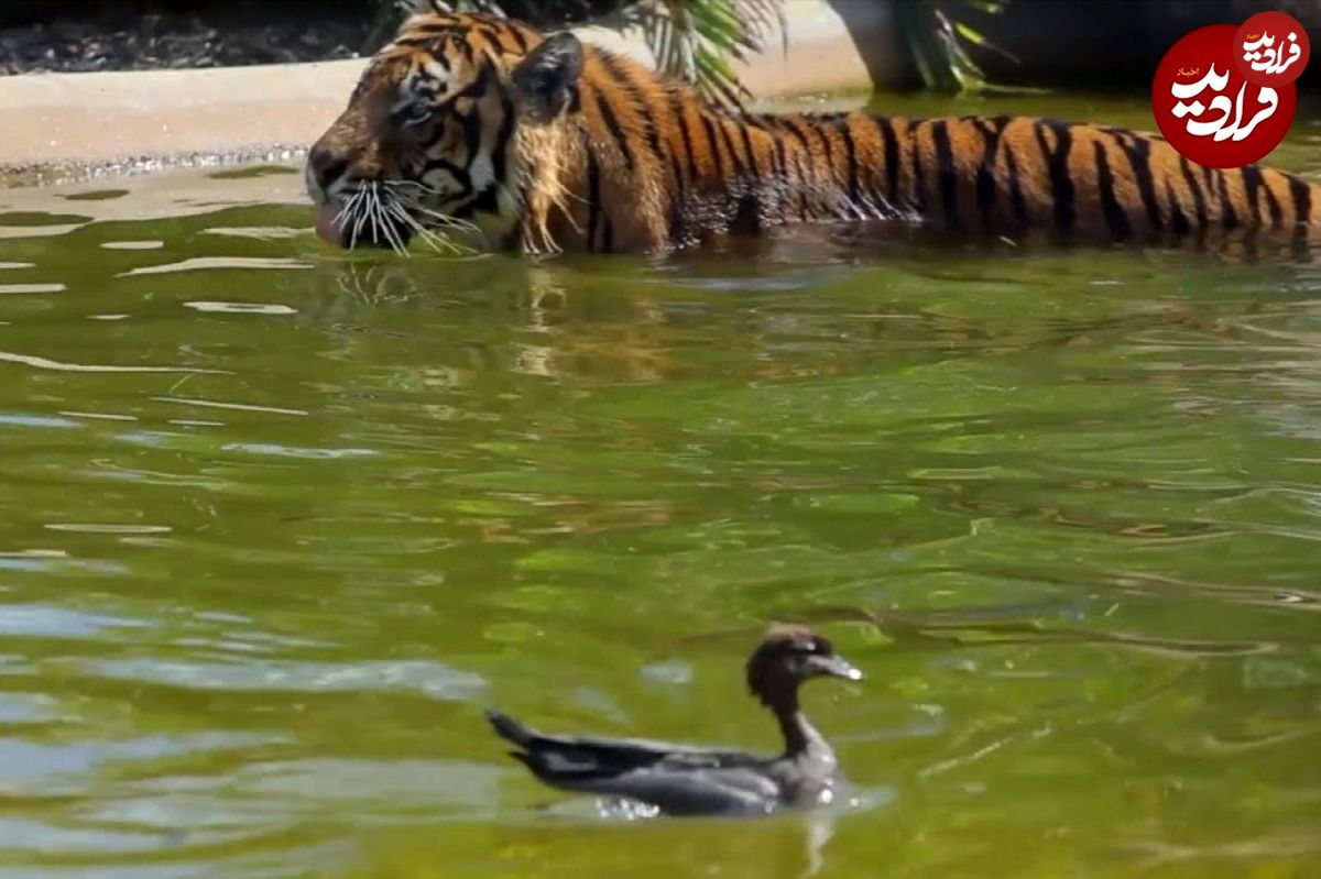 (ویدئو) اردک باهوش، ببر عصبانی را در آب شکست داد!