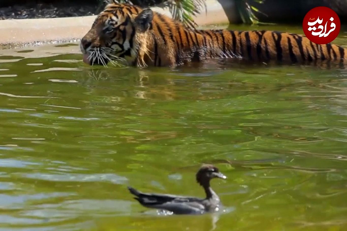 (ویدئو) اردک باهوش، ببر عصبانی را در آب شکست داد!