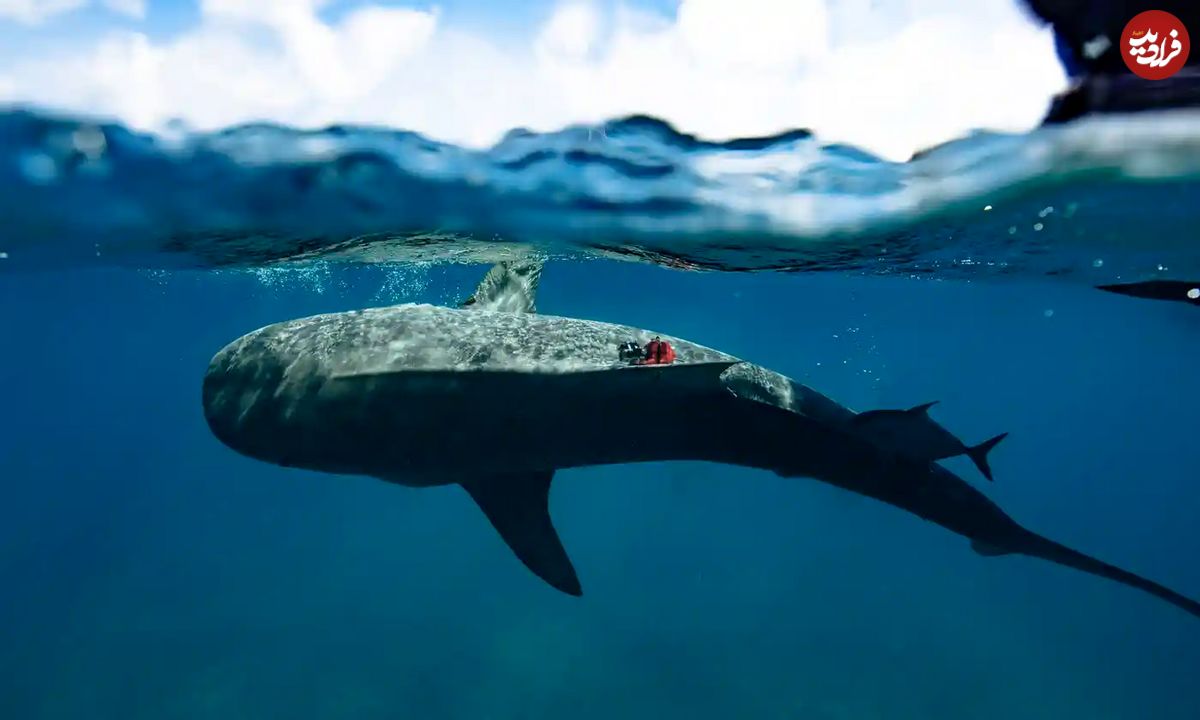 (ویدئو) کشف بزرگترین علفزار دریایی با نصب دوربین روی کوسه!