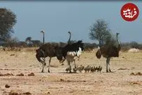 (ویدئو) وقتی شترمرغ‌ها برای انسان‌ها به سیم آخر می‌زند