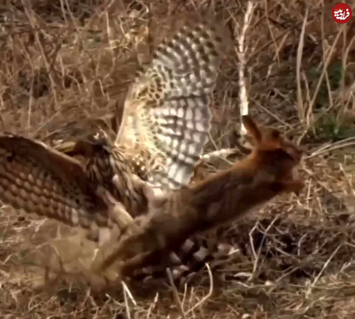 (ویدئو) حمله عجیب عقاب به خرگوش