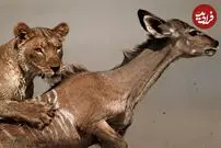(ویدئو) شیر جوان زورش به گوزن نرسید، چهار شیر دیگر به کمک‌اش آمدند!