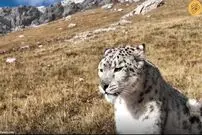 فیلم خیره کننده از پلنگ برفی کمیاب