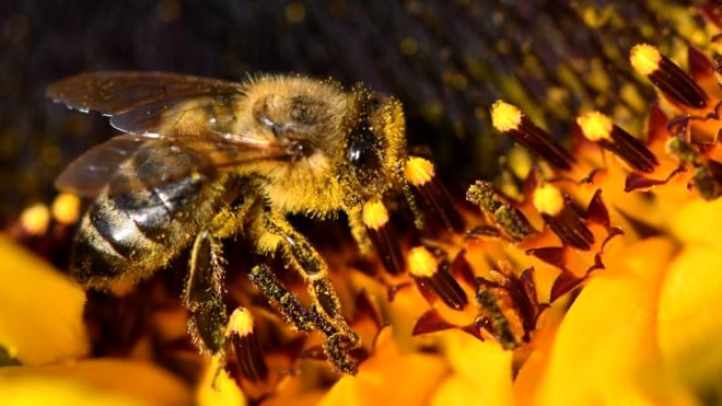 چه بلایی سر زنبور‌های برزیل آمده؟