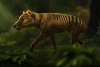 بازگشت ببر تاسمانی؛ رؤیای علمی یا جنجال رسانه‌ای؟