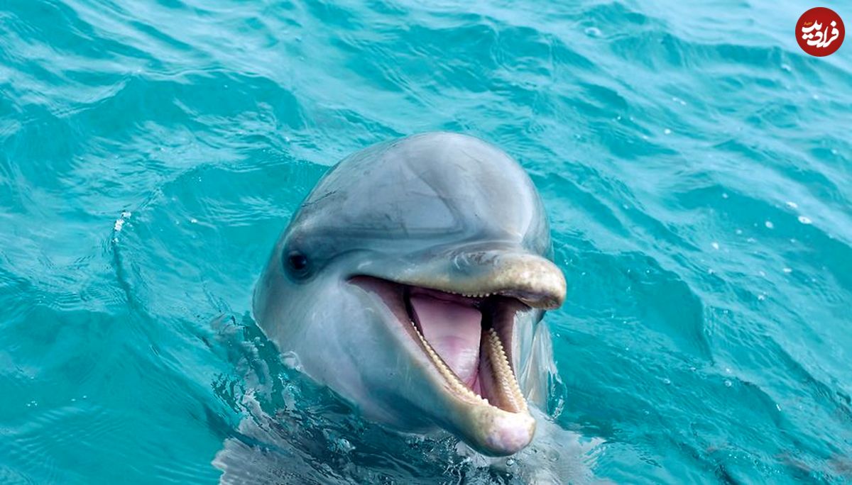 ویدیو/ اعتراض مردم به دلفین رها شده در آکواریوم