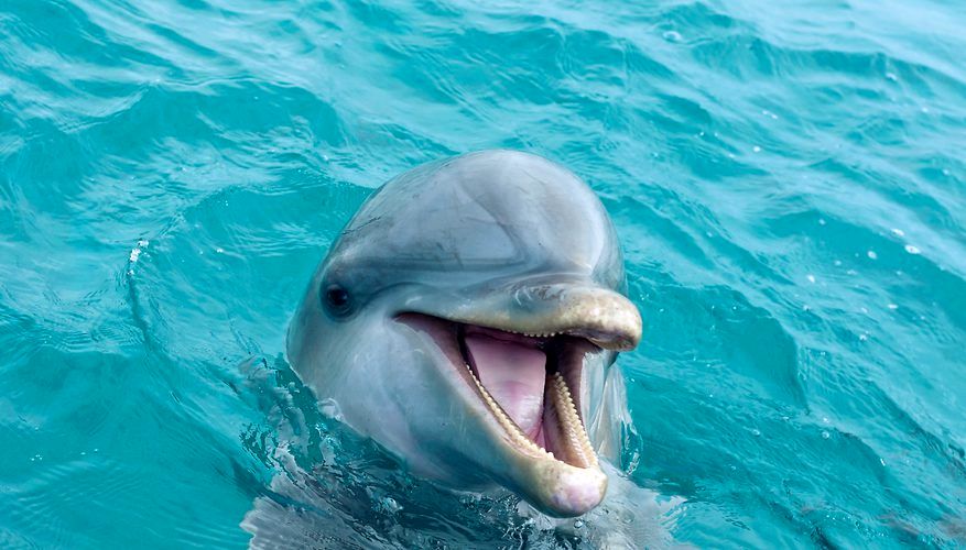 ویدیو/ اعتراض مردم به دلفین رها شده در آکواریوم
