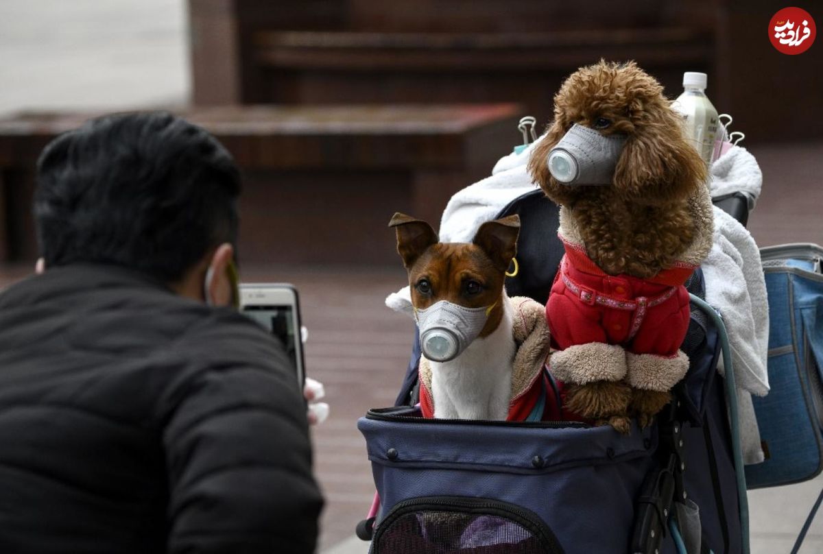 مبتلا شدن "سگ"  هنگ کنگی به کرونا