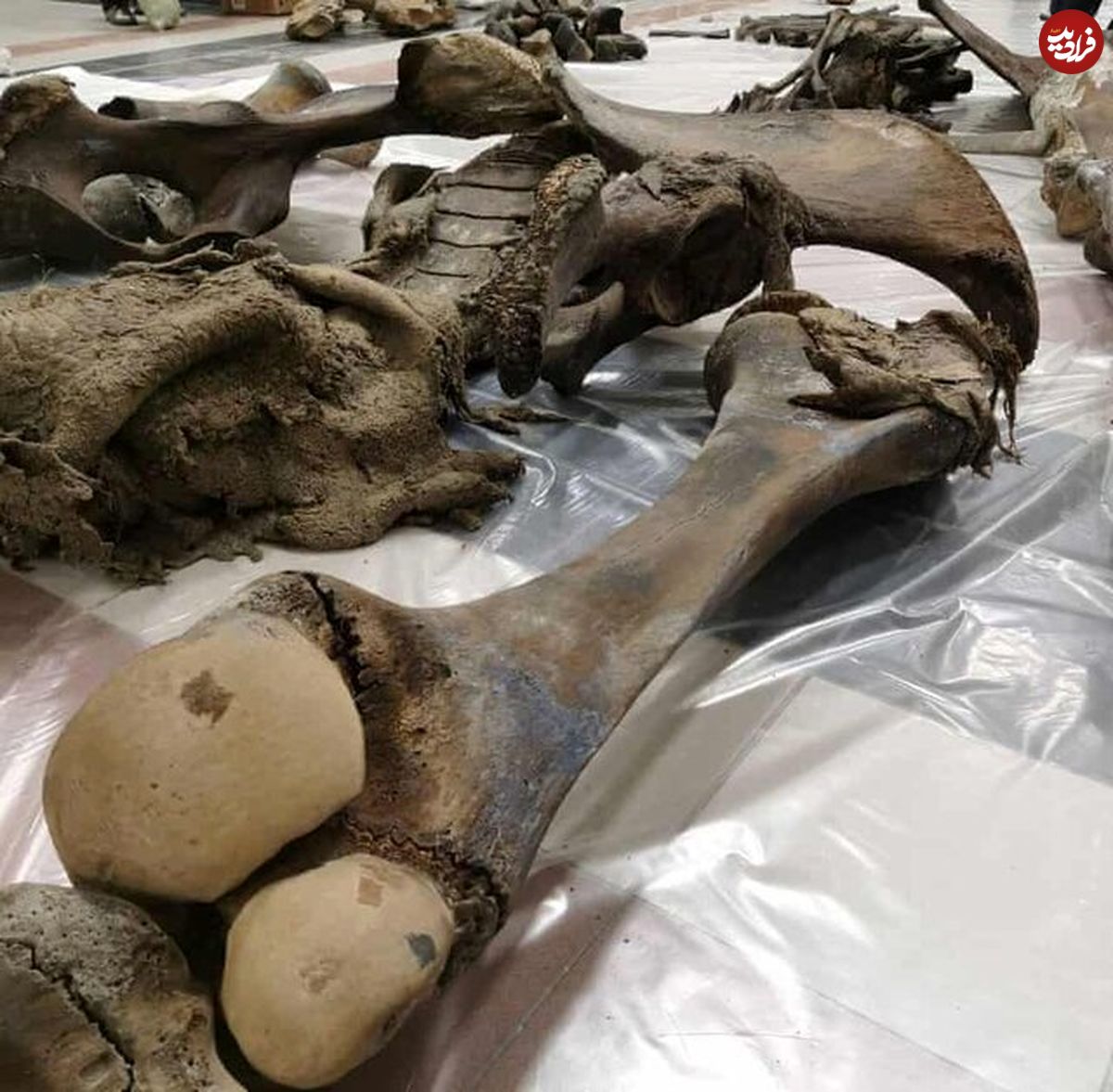 کشف بقایای ماموت ۱۰هزارساله در روسیه