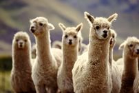 ۸ ویژگی جالب آلپاکا‌ها؛ از پشمی که آتش نمی‌گیرد تا سروصدا‌های عجیب!