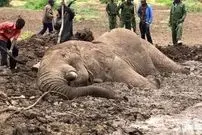 ببینید| عملیات نفس‌گیر نجات فیل گرفتار در گل و لای