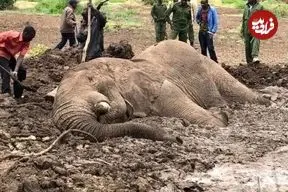 ببینید| عملیات نفس‌گیر نجات فیل گرفتار در گل و لای