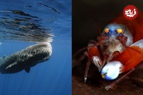 (تصاویر) با 10 حیوان پر سر و صدای کره زمین آشنا شوید