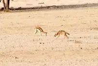 ببینید| اشتباه مهلک غزال در برابر شغال؛ مبارزه به جای فرار!