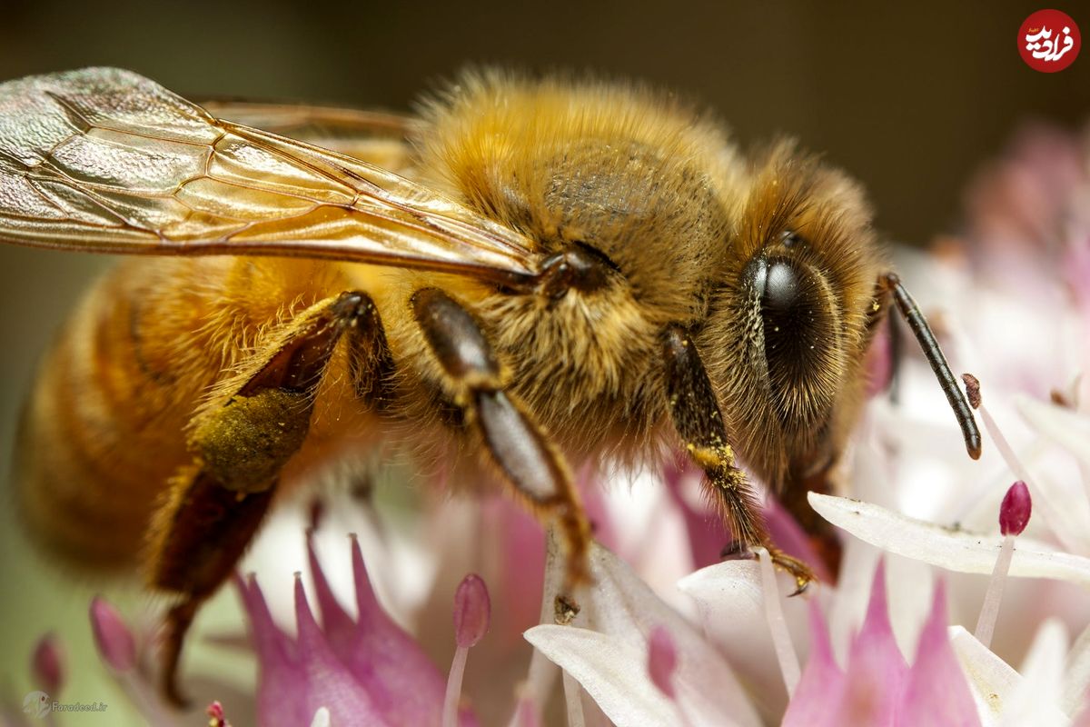 خواص درمانی نیش زنبور چیست؟