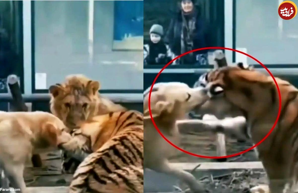 (ویدئو) دفاع یک سگ از شیر در برابر ببر!
