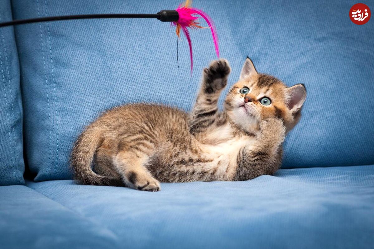 (ویدئو) مهارت آکروباتیک گربه بازیگوش!
