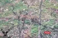 (ویدئو) وقتی پلنگ ایرانی متوجهِ حضور فیلمبردار می‌شود!