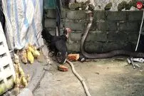(ویدئو) دفاع باورنکردنی مرغ از جوجه‌هایش در برابر شاه کبرا