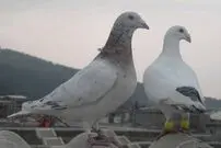 (ویدئو) پرایدی که لانه کبوترها شد