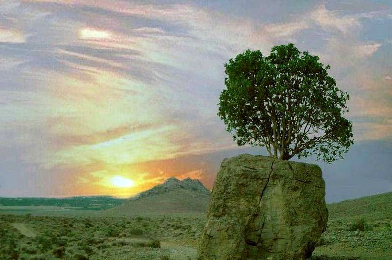 ویدئویی از عجیب‌ترین درخت ایران؛ سنگ صبور اینجاست!