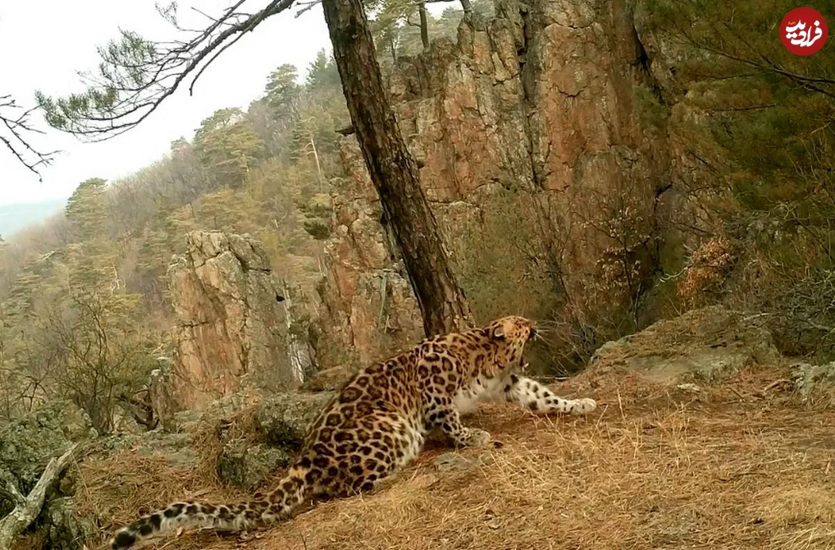 ویدئوی شگفت‌انگیز از نرمش صبحگاهی یک پلنگ