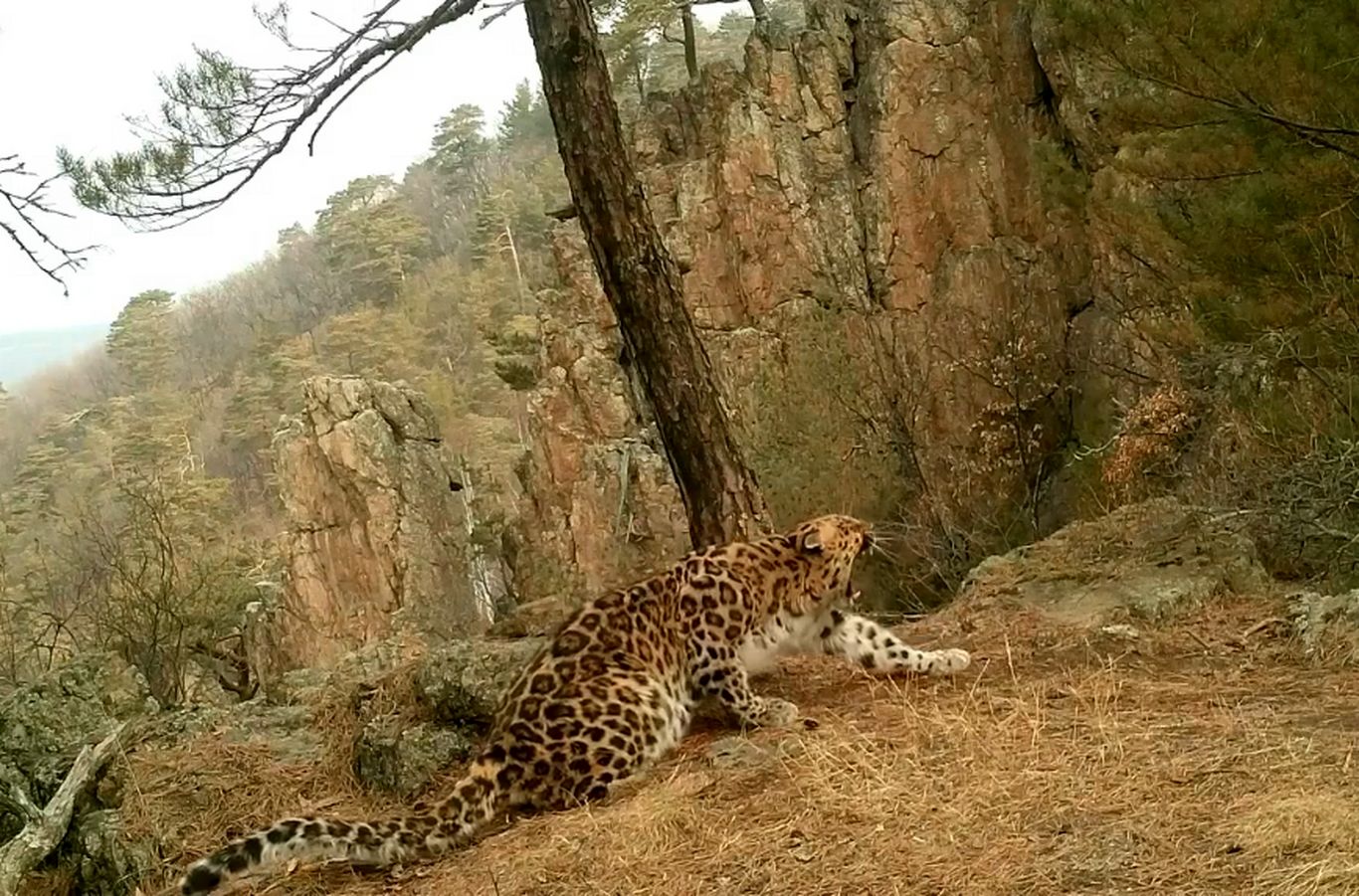 ویدئوی شگفت‌انگیز از نرمش صبحگاهی یک پلنگ