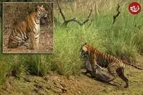 (ویدئو) حرکت احمقانه بچه گوزن در برابر ببر به قیمت جان‌اش تمام شد!