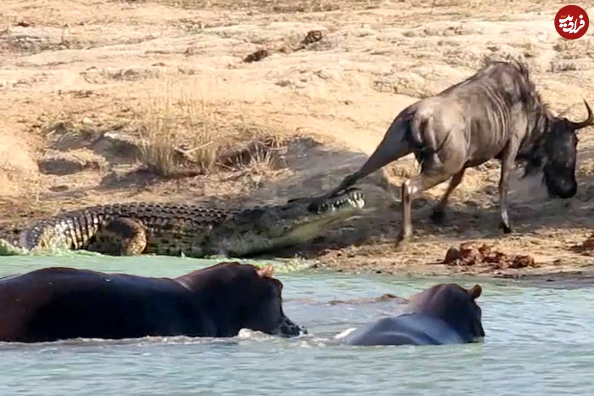 (ویدئو) حمله نادر اسب‌های آبی به تمساح برای نجات کل یالدار!
