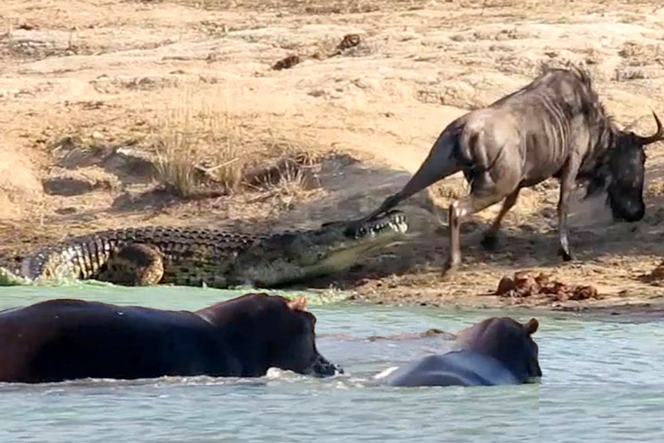 (ویدئو) حمله نادر اسب‌های آبی به تمساح برای نجات کل یالدار!
