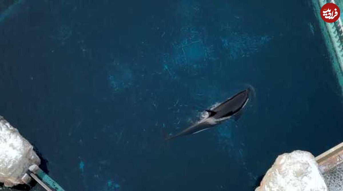 (ویدئو) تراژدی مرگ تنهاترین نهنگ جهان در سن ۴۷ سالگی