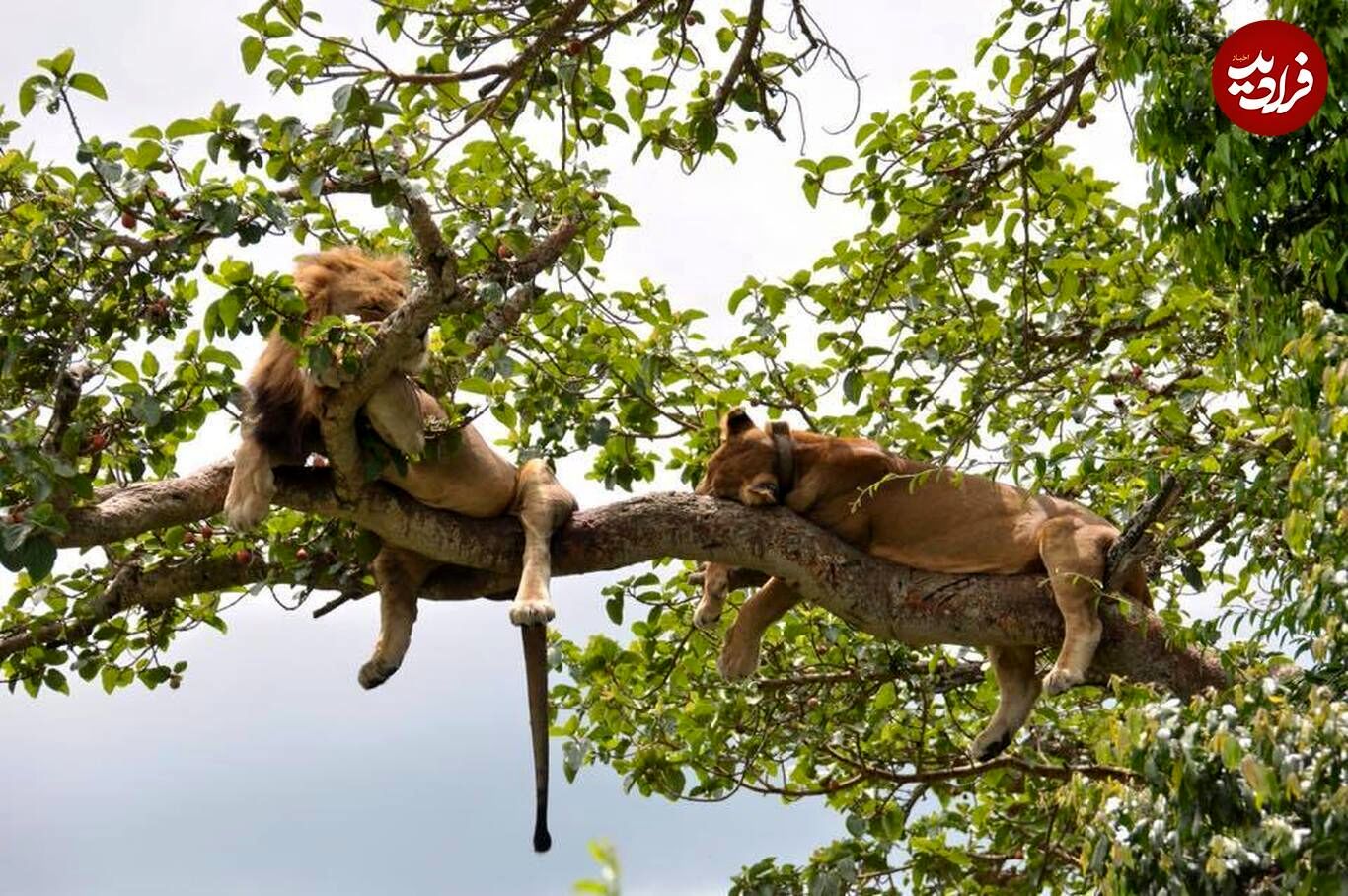 (ویدئو) لاشه کشی چهار شیر روی درخت؛ دو شیر با ایمپالا سقوط کردند