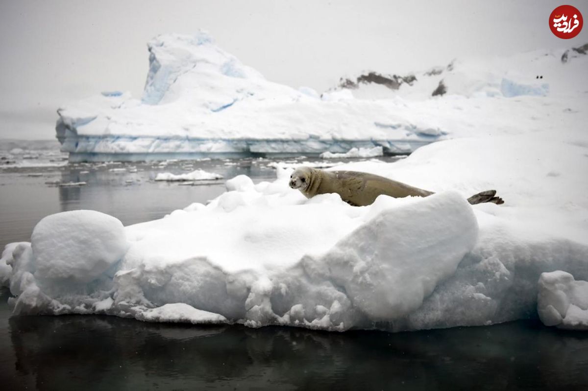 ذوب شدن توده‌های عظیم یخی در قطب جنوب