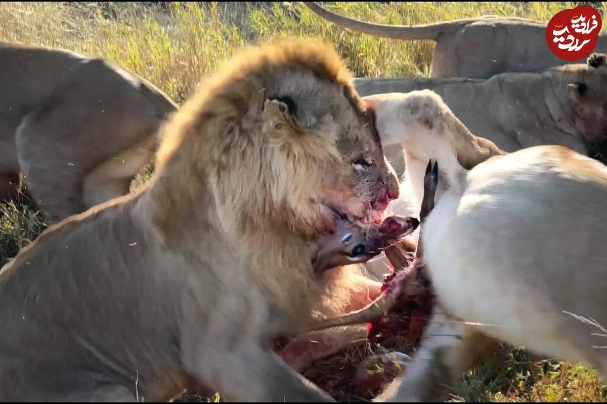 (ویدئو) شیر‌ها یک ایمپالا را شکار کردند و در چند دقیقه خوردند!