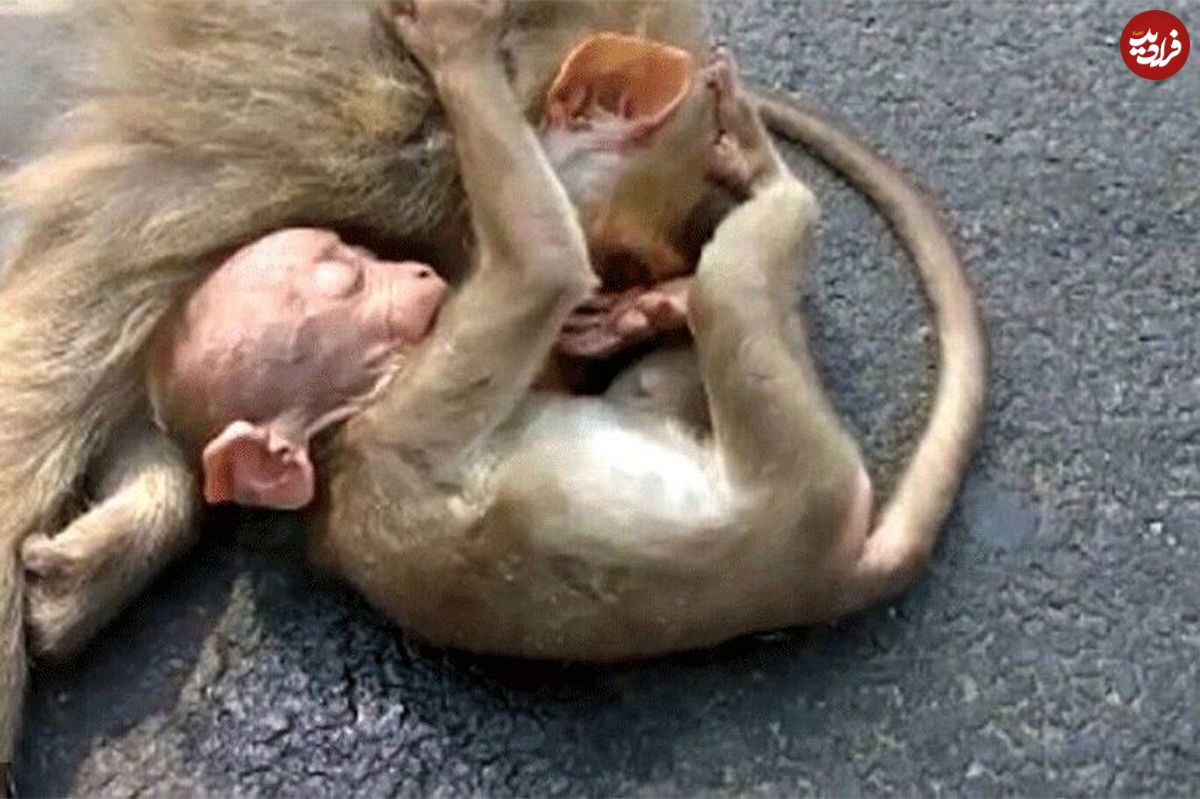 ویدیویی تلخ از گریه بچه میمون بر پیکر مادر مرده‌اش